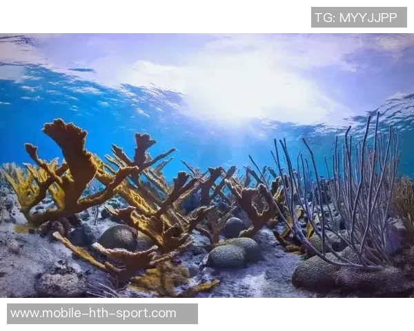 足球珊瑚的奇幻旅程探索海洋与运动的完美结合